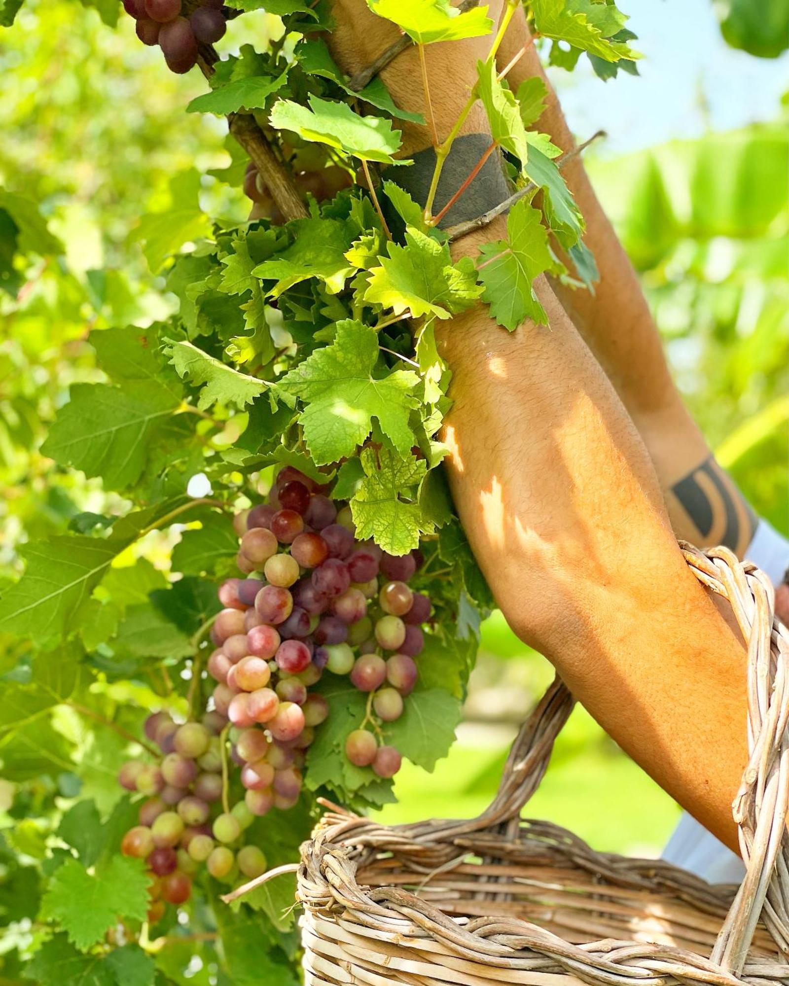 Masseria Vittoria Акая Экстерьер фото
